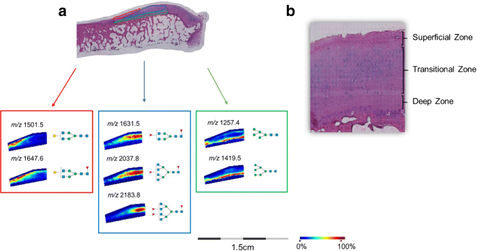 Gelatin-coated indium tin oxide slides improve human cartilage-bone tissue  adherence and N-glycan signal intensity for mass spectrometry imaging |  SpringerLink