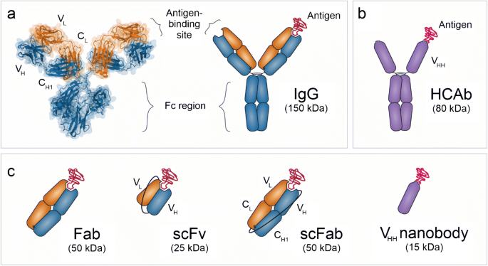 Antibody technical breakthrough - Innovative antibodies against haptens and transmembrane proteins