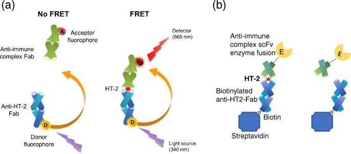 Antibody technical breakthrough - Innovative antibodies against haptens and  transmembrane proteins