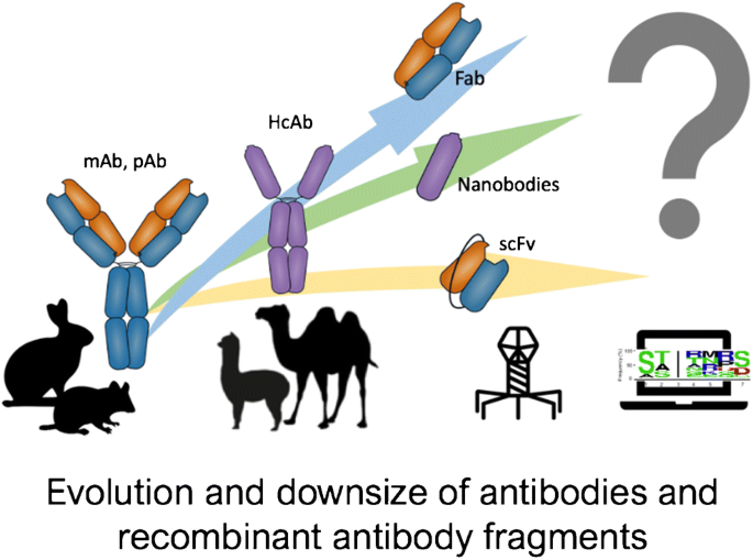 Antibody technical breakthrough - Innovative antibodies against haptens and  transmembrane proteins