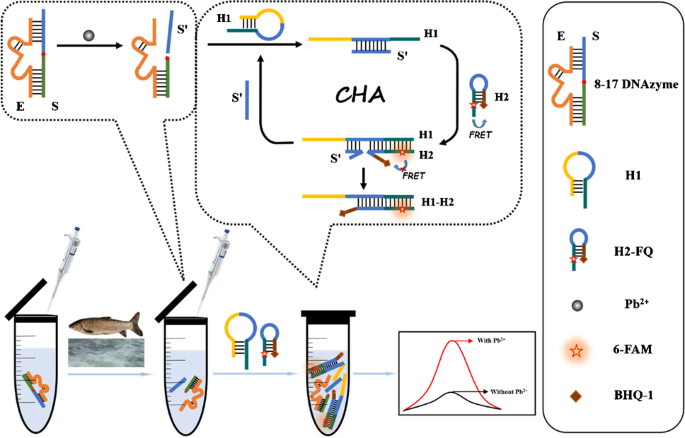 DNAzyme-Based Biosensors: Immobilization Strategies, Applications, and  Future Prospective