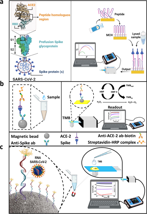 Rapid characterization of spike variants via mammalian cell surface display  - ScienceDirect