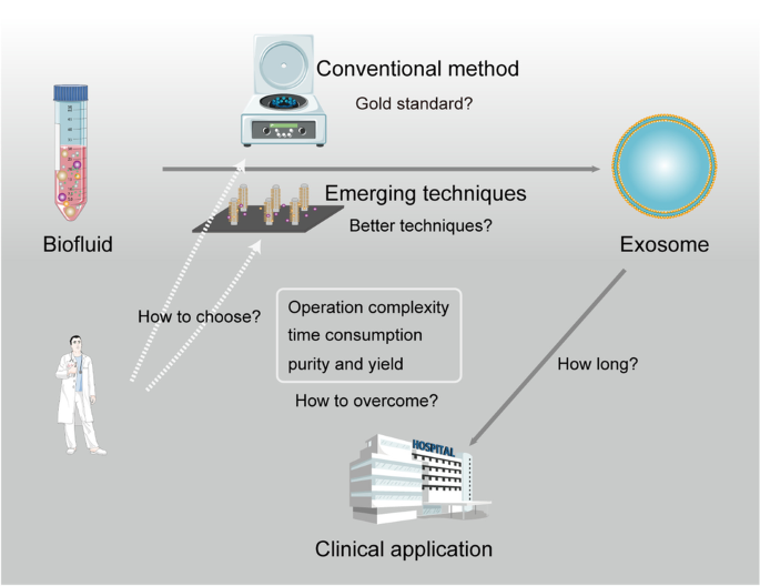 Quantitative Recoveries of Exosomes and Monoclonal Antibodies from