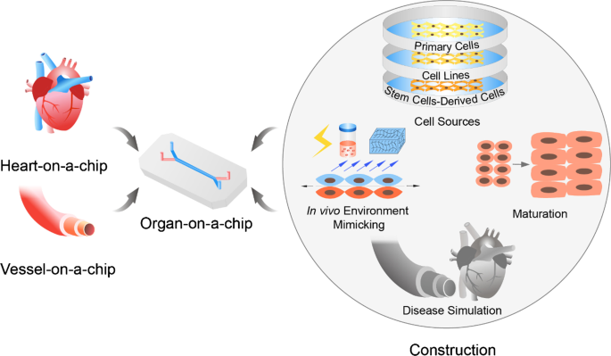 Stem-cell based organ-on-a-chip models for diabetes research