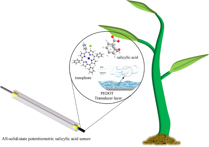 All-solid-state potentiometric salicylic acid sensor for in-situ  measurement of plant | Analytical and Bioanalytical Chemistry