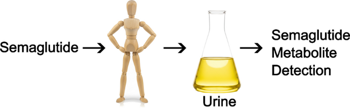 does semaglutide cause dark urine Identification of semaglutide use through detection of U6 and U7  metabolites in human urine | Analytical and Bioanalytical Chemistry