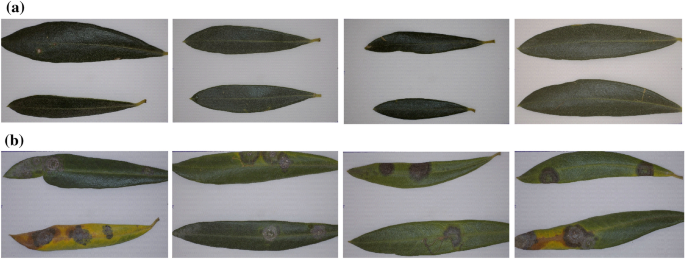 An effective feature extraction method for olive peacock eye leaf disease  classification | European Food Research and Technology
