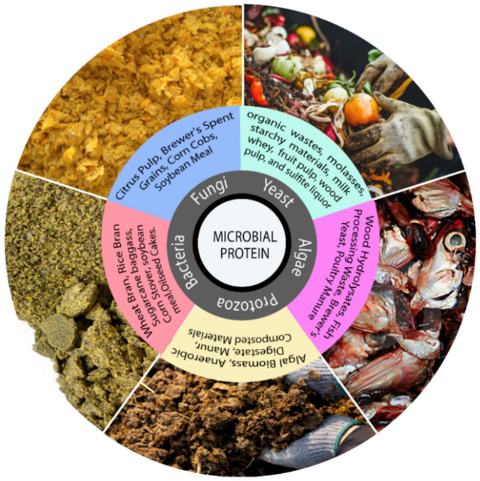 Eco-efficient valorization of agri-food and industrial waste into high-functionality microbial proteins: bacteria, yeast, and algae | European Food Research and Technology | Springer Nature Link Eco-efficient valorization of agri-food and industrial waste into high-functionality microbial proteins: bacteria, yeast, and algae | European Food Research and Technology | Springer Nature Link