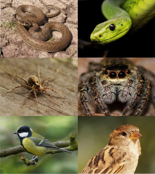 Snake scales, partial exposure, and the Snake Detection Theory: A human  event-related potentials study