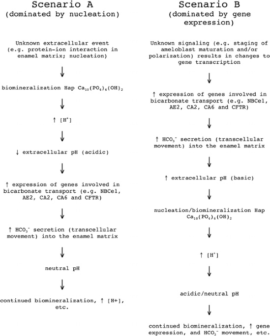 Ca6 : Activity •