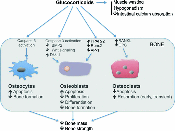 Management of Glucocorticoid-Induced Osteoporosis | Calcified Tissue  International