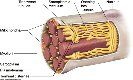 Skeletal Muscle Structure - Wize University Physiology Textbook