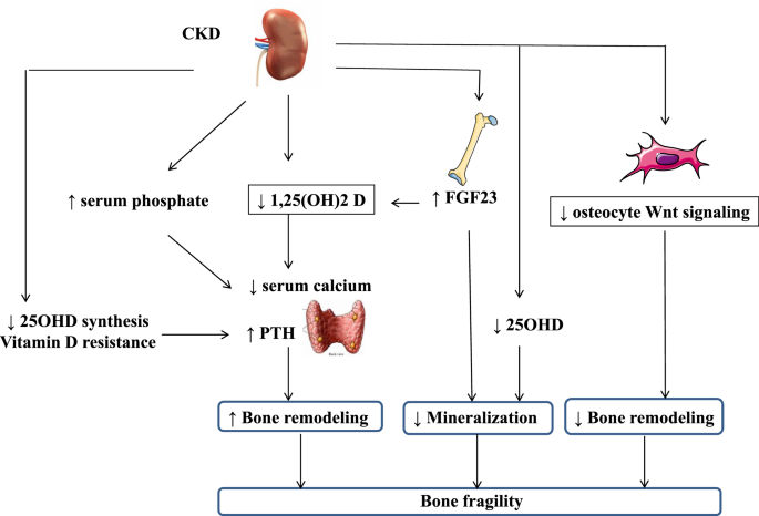 Bone markers in low and high turnover bone disease in CKD