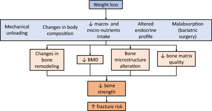 Narrative Review of Effects of Glucagon-Like Peptide-1 Receptor Agonists on Bone Health in People Living with Obesity | Calcified Tissue International | Springer Nature Link Narrative Review of Effects of Glucagon-Like Peptide-1 Receptor Agonists on Bone Health in People Living with Obesity | Calcified Tissue International | Springer Nature Link