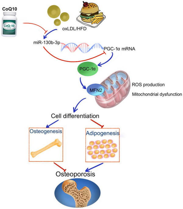 glutathione and coq10 mitochondria Coenzyme Q10 Protects Against Hyperlipidemia-Induced Osteoporosis by Improving Mitochondrial Function via Modulating miR-130b-3p/PGC-1α Pathway | Calcified Tissue International Coyne Healthcare Liposomal Biomax