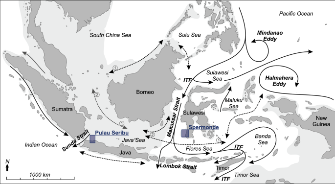 A compiled key to the recent Stomatopoda of the Indo-West Pacific region