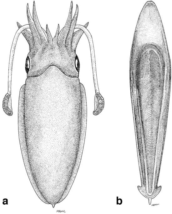 Dorsal (left) and ventral (right) views of the holotype of Sepia shazae