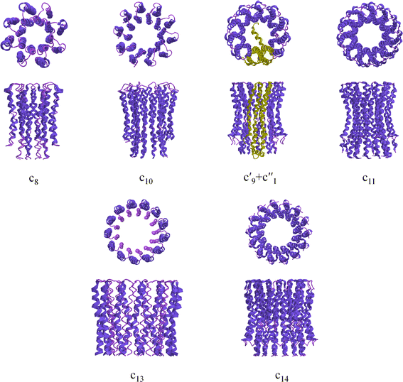 Structure and conformational states of the bovine mitochondrial ATP synthase  by cryo-EM | eLife
