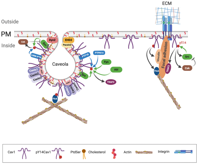 Role of caveolin-1 in regulation of inflammation: Different