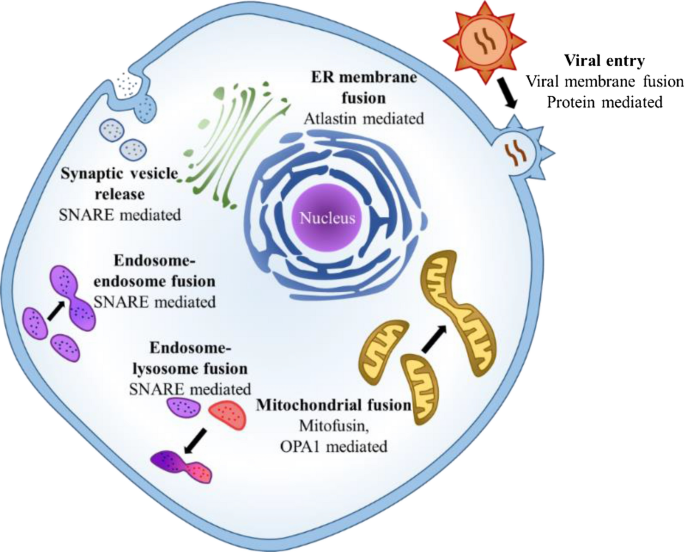 Protein Lipidation: Occurrence, Mechanisms, Biological Functions, and  Enabling Technologies