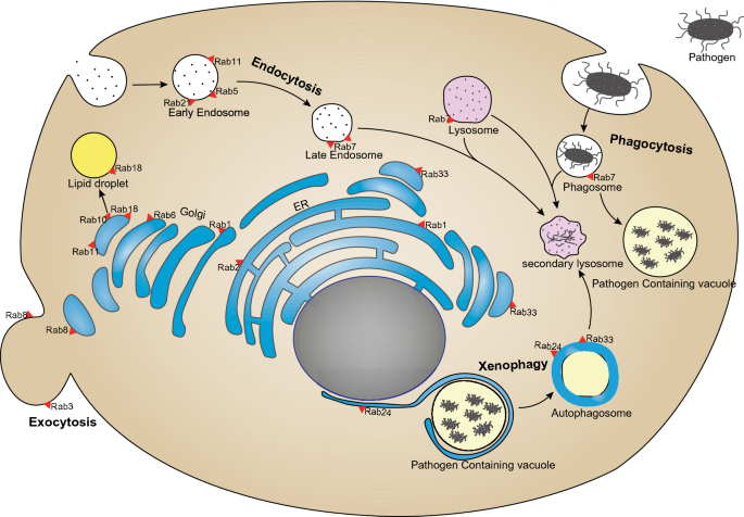 Host Lipid Manipulation by Intracellular Bacteria: Moonlighting for Immune  Evasion | SpringerLink