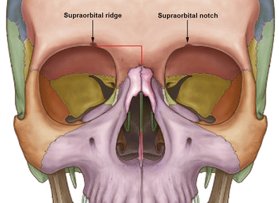 Anatomical variations of supraorbital notch and foramen: a study on human  adult Egyptian skulls | European Journal of Plastic Surgery