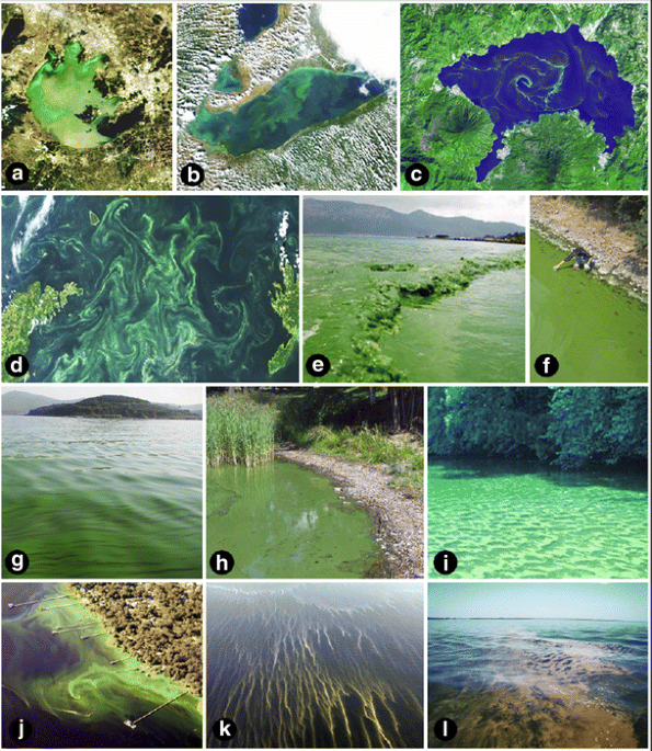 Mitigating the Expansion of Harmful Algal Blooms Across the  Freshwater-to-Marine Continuum