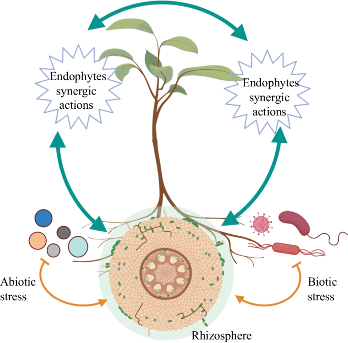 Current Scenario and Future Prospects of Endophytic Microbes: Promising  Candidates for Abiotic and Biotic Stress Management for Agricultural and  Environmental Sustainability | Microbial Ecology | Springer Nature Link