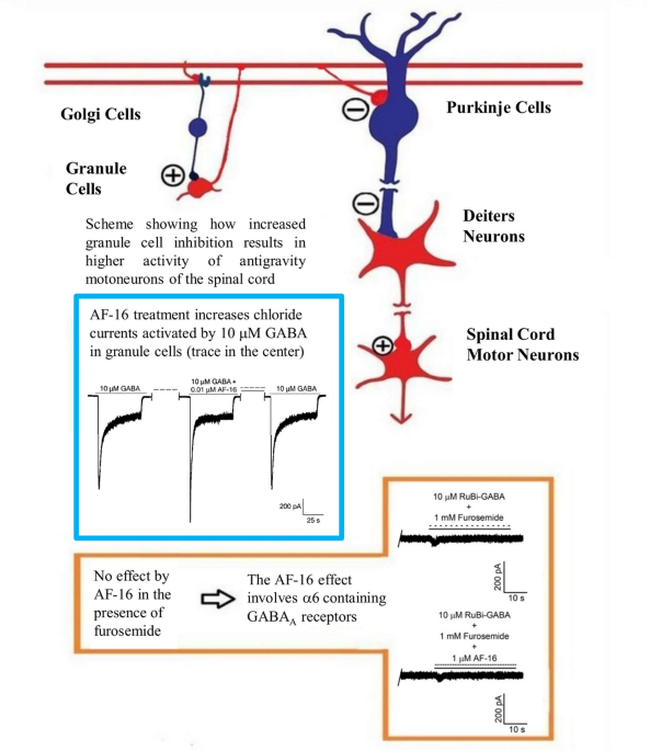 glutathione vertigo Antisecretory Factor in rat cerebellar granule cells augments inhibitory current via GABAA receptors: a mechanism for reduction in Menière's disease? | European Biophysics Journal case report adverse event Herbal Tincture Combinations Flavor:Three-Pack