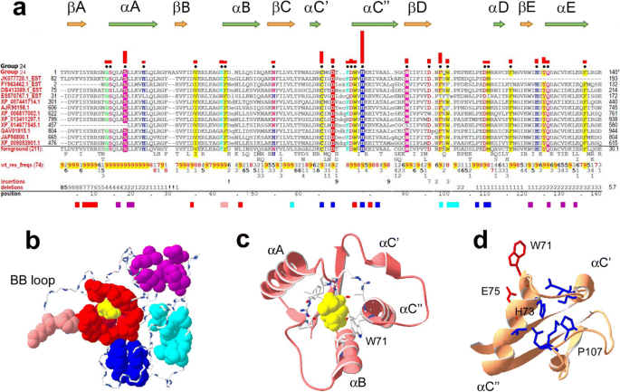 Sequence alignment of the C-and A-sheet domains of the lamprey LV