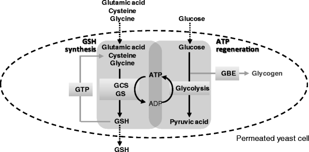 glutathione production pathway Enzymatic glutathione production using metabolically engineered  Saccharomyces cerevisiae as a whole-cell biocatalyst | Applied Microbiology  and Biotechnology