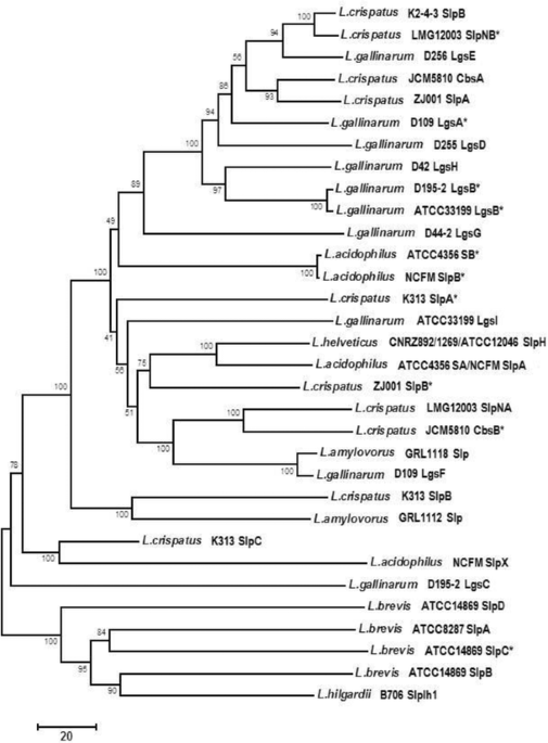 Elucidation Of The Structure Of The Surface Layer Of Deinococcus