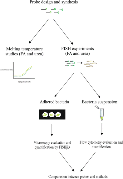 Application of locked nucleic acid-based probes in fluorescence in situ  hybridization | Applied Microbiology and Biotechnology