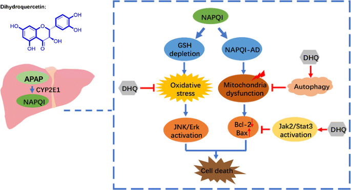Dihydroquercetin for liver