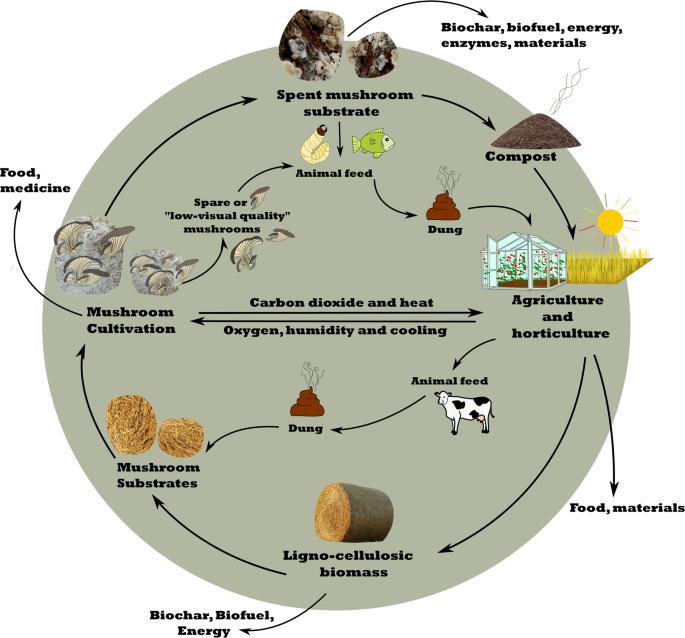 Mushroom cultivation in the circular economy