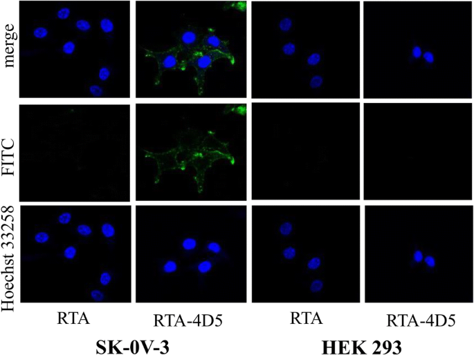 Construction and characterization of the recombinant immunotoxin RTA-4D5-KDEL  targeting HER2/neu-positive cancer cells and locating the endoplasmic  reticulum | Applied Microbiology and Biotechnology