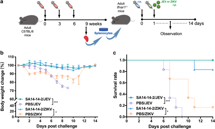 Immunization of Mice with a Live Transconjugant Shigella Hybrid Strain  Induced Th1 and Th17 Cell‐Mediated Immune Responses and Confirmed Passive  Protection Against Heterologous Shigellae - Nag - 2016 - Scandinavian  Journal of