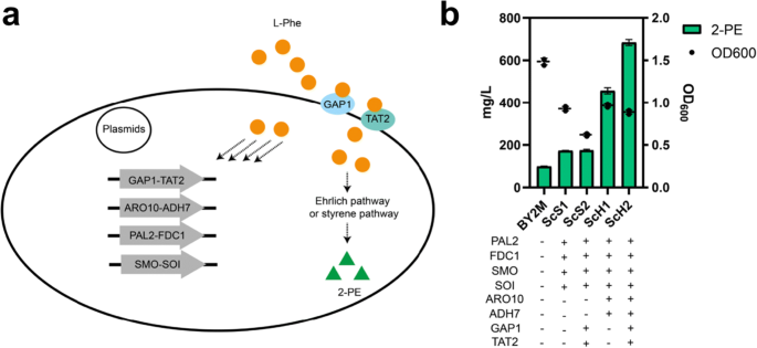 Regulation of crucial enzymes and transcription factors on 2