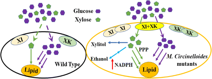 Difference between xylose and glucose