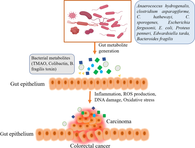 l carnitina prima o dopo i pasti Carnitina: Benefici, Uso e Supplementazione per Dimagrire e Migliorare le  Prestazioni