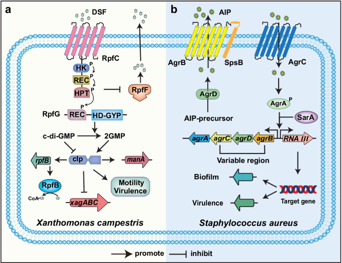 Biofilm-Associated Agr and Sar Quorum Sensing Systems of Staphylococcus  aureus Are Inhibited by 3-Hydroxybenzoic Acid Derived from Illicium verum