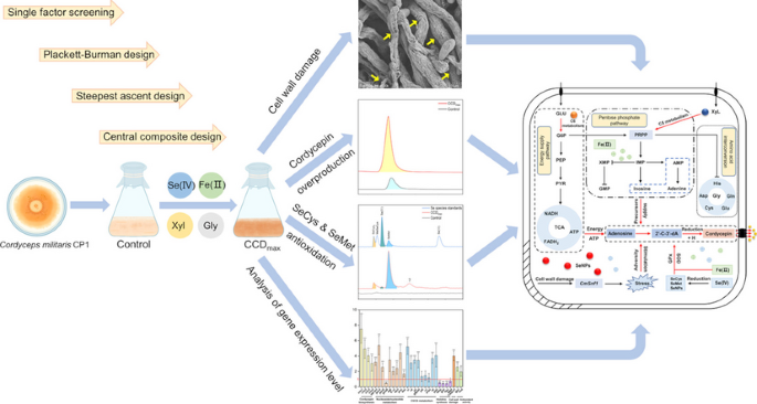 cordyceps glutathione Strain improvement of militaris for optimized bioactive metabolite biosynthesis: current progress and prospective approaches | Antonie van Leeuwenhoek Multifactorial interaction of selenium, iron,