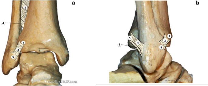 distal tibiofibular joint ankle
