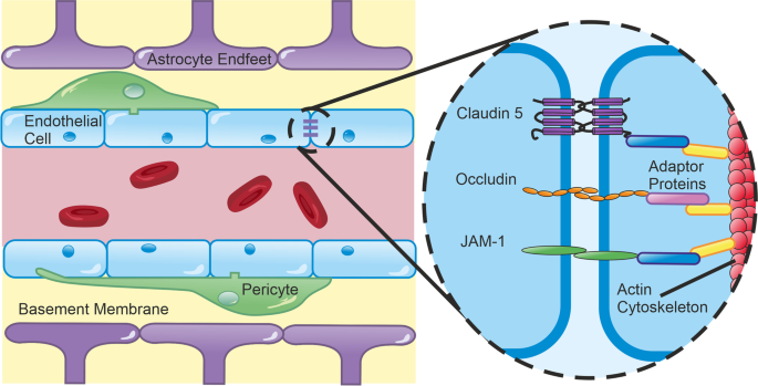 dihexa bbb permeability In vivo methods for imaging blood–brain barrier function and dysfunction | European Journal of Nuclear Medicine and Molecular Imaging