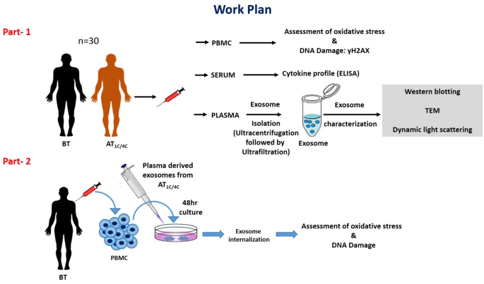 glutathione made in gut Frontiers
