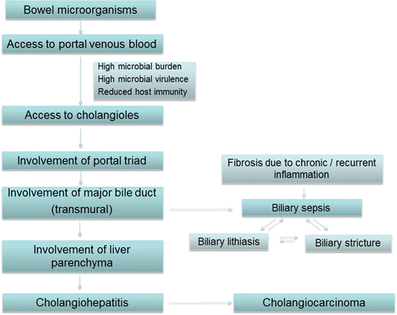 cholangitis bpc 157 Recurrent pyogenic cholangitis: a review of imaging findings and clinical  management | Abdominal Radiology