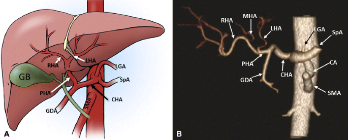 Liver vascular anatomy: a refresher | Abdominal Radiology