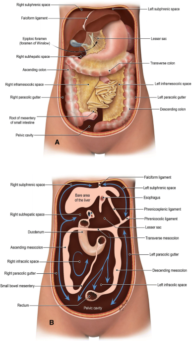 Morison's pouch: anatomical review and evaluation of pathologies
