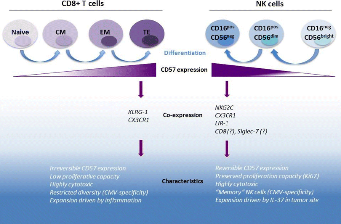 CD57 in human natural killer cells and T-lymphocytes | Cancer Immunology,  Immunotherapy