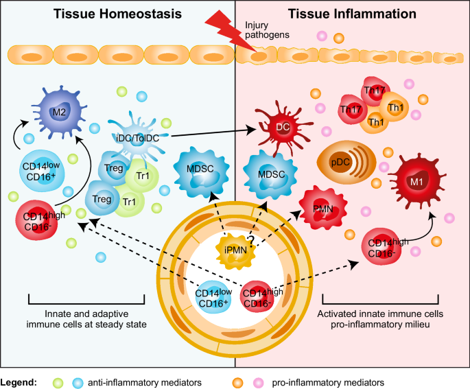 Role of myeloid regulatory cells (MRCs) in maintaining tissue homeostasis  and promoting tolerance in autoimmunity, inflammatory disease and  transplantation | Cancer Immunology, Immunotherapy